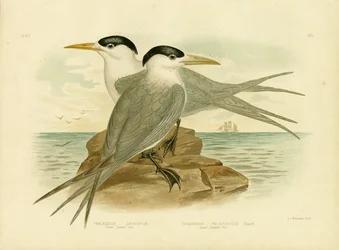 Sterne des détroits de Torres, 1891